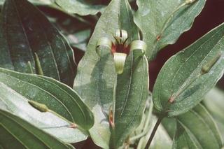 Stemona Sessilifolia