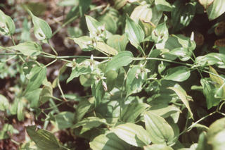Stemona Sessilifolia
