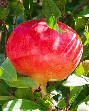Pomegranate peel extract