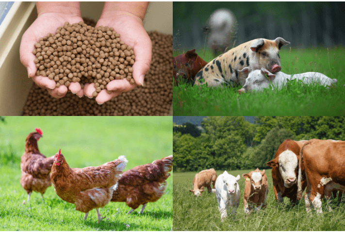 animal nutrition ingredients wholesaler