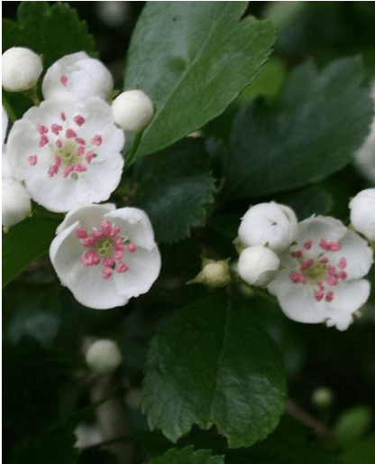 hawthorn leaf extract benefits