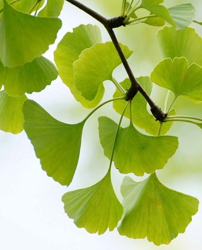 ginkgo leaf extract benefits