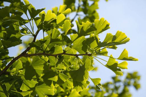 ginkgo leaf extract oem