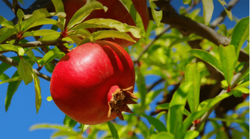 pomegranate rind extract
