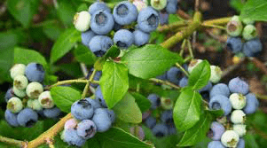 bilberry extract supply