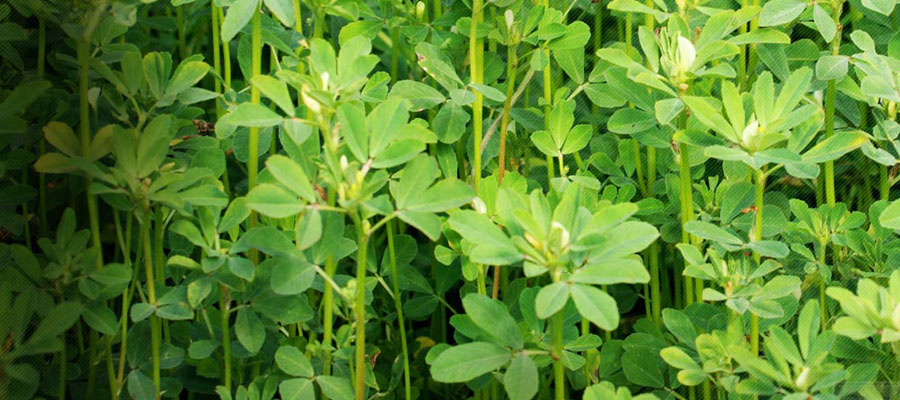 fenugreek extract for sale