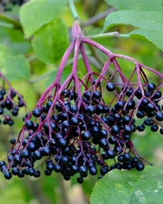 Black elderberry extract