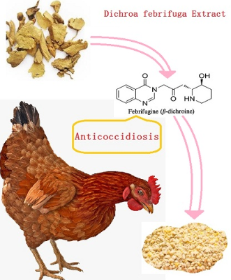Poultry Anti-coccidiosis against malaria medicinal herb