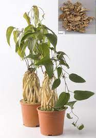 Stemona sessilifolia